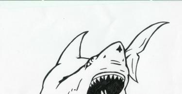 Татуировка акула Эскиз рисунка акулы